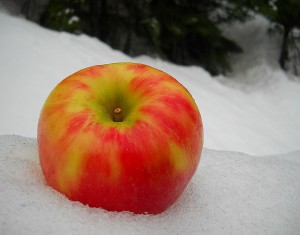 Apple in the snow