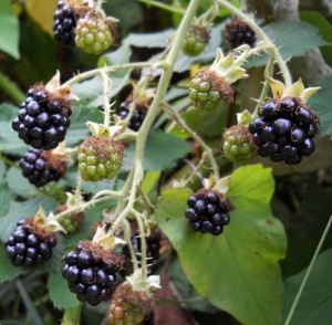 Blackberries