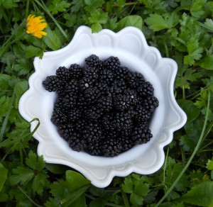 Bowl of blackberries
