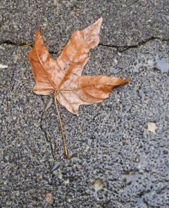 Autumn Rain Autumn Rain