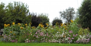 Sunflowers