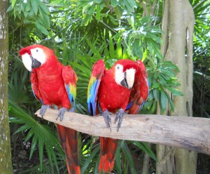 Xcaret