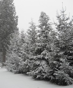 Lynden, WA