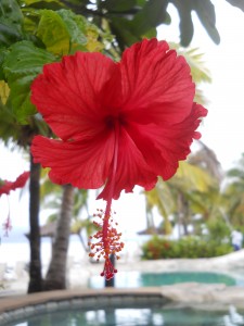 Sonaisali Island Resort