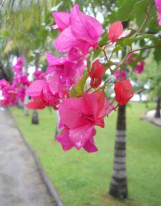 Fiji