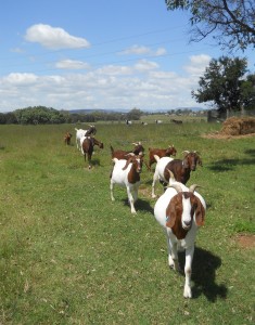 Goat farm in Australia