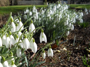 Snowdrops