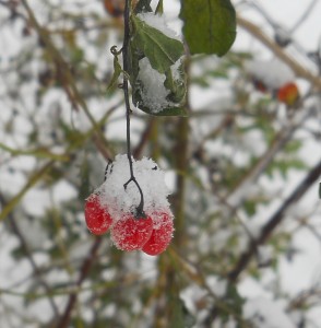 Snowy Berries