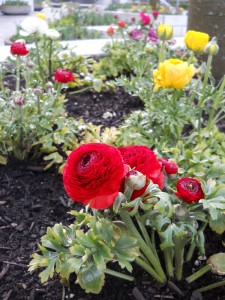 Vancouver Flowers