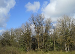 Berthusen Park, Lynden, WA