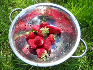strawberries in a bowl