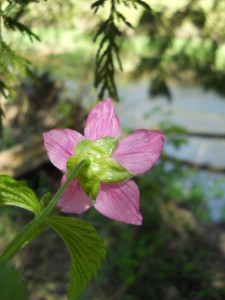 Forest flowers
