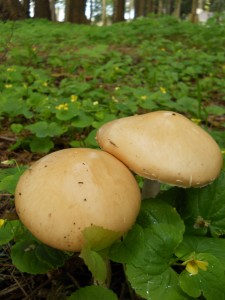 Wild Mushrooms