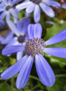 Blue flowers