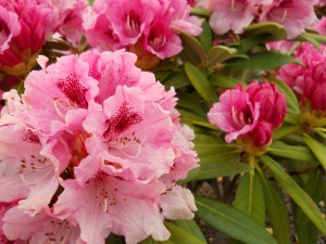 Pink Rhododendron