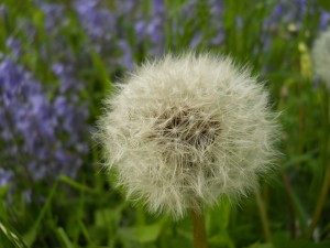 Dandelions and Bluebells
