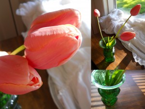 Peach Tulips