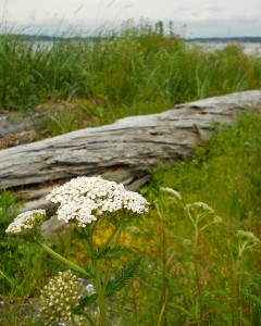Driftwood