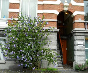 Amsterdam Doctor's Office