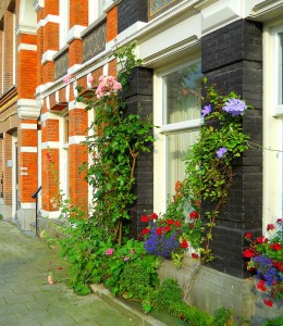 Window boxes