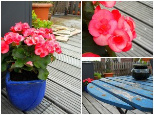 Terrace flowers