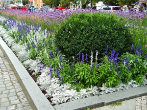 Prague flowers