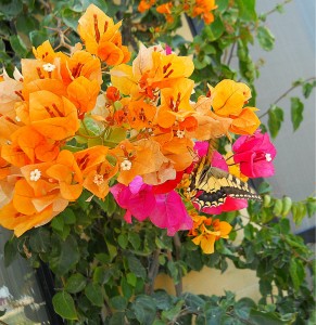 Yellow Bougainvillea