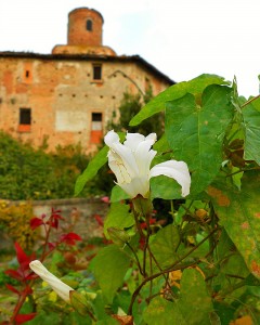 flowers near castle