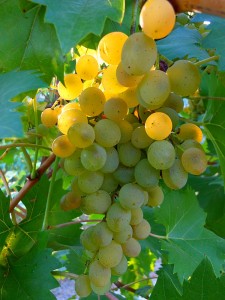 sunlit grapes