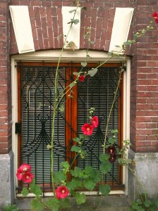 hollyhocks