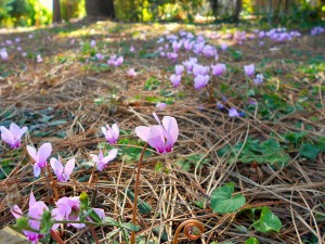 wild Cyclamen