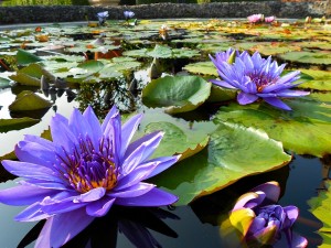 Purple water lilies