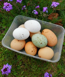 Australian eggs