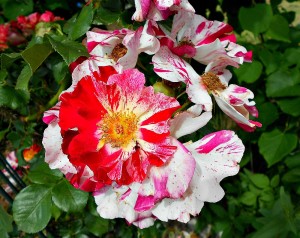 Fourth of July Rose