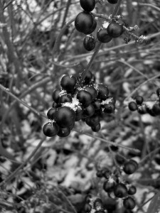 berries in the snow