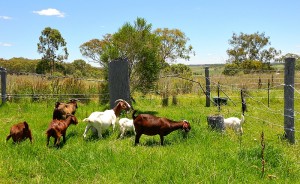 goats grazing