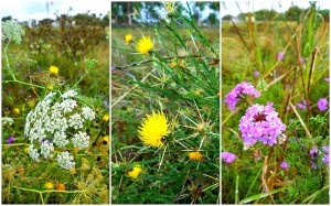Australian weeds