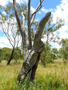 Australian gum tree