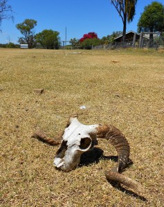 Australian outback