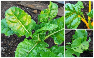 what vegetables grow in Australia