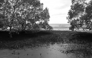 Deception Bay mangrove