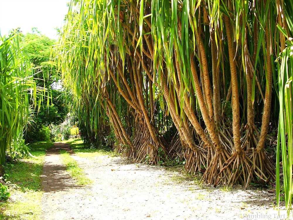 tropical trees