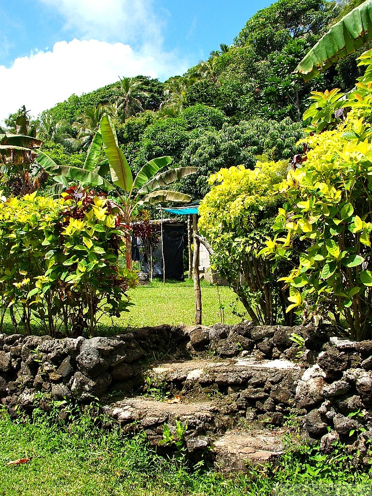 house in the jungle