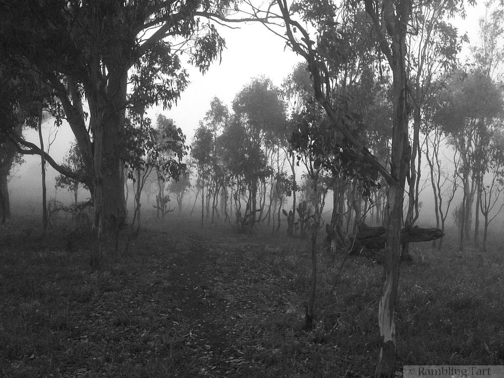 trail through the mist