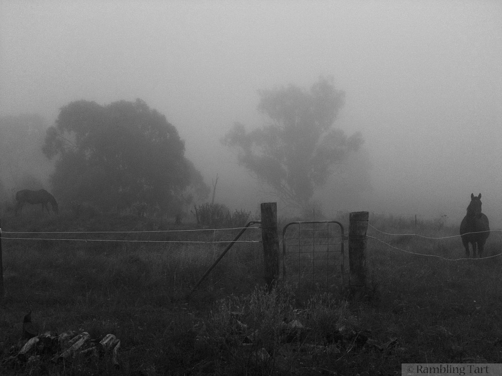 horses in the mist