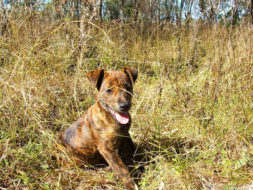puppy in the grass