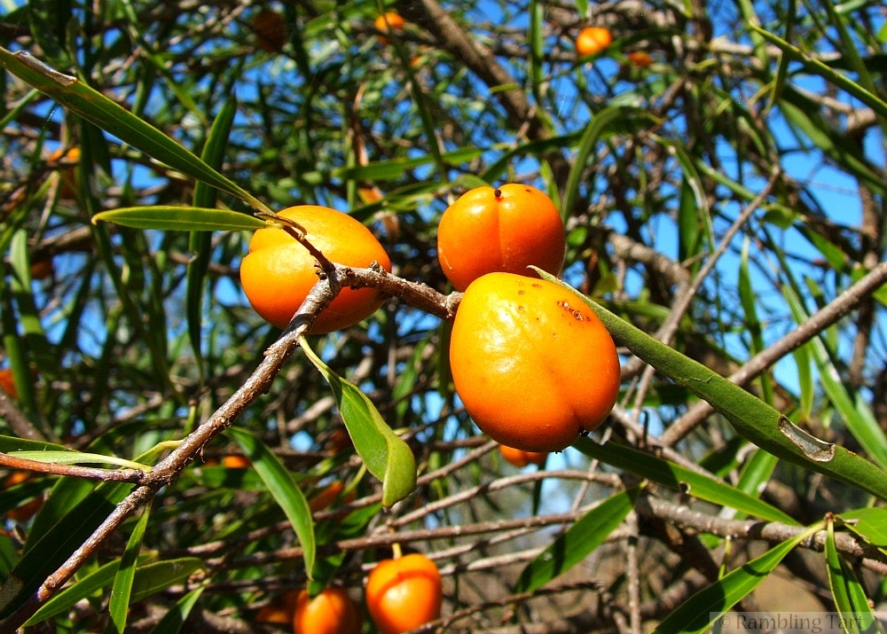 tree with orange fruit