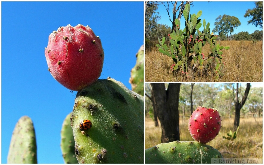 prickly pears