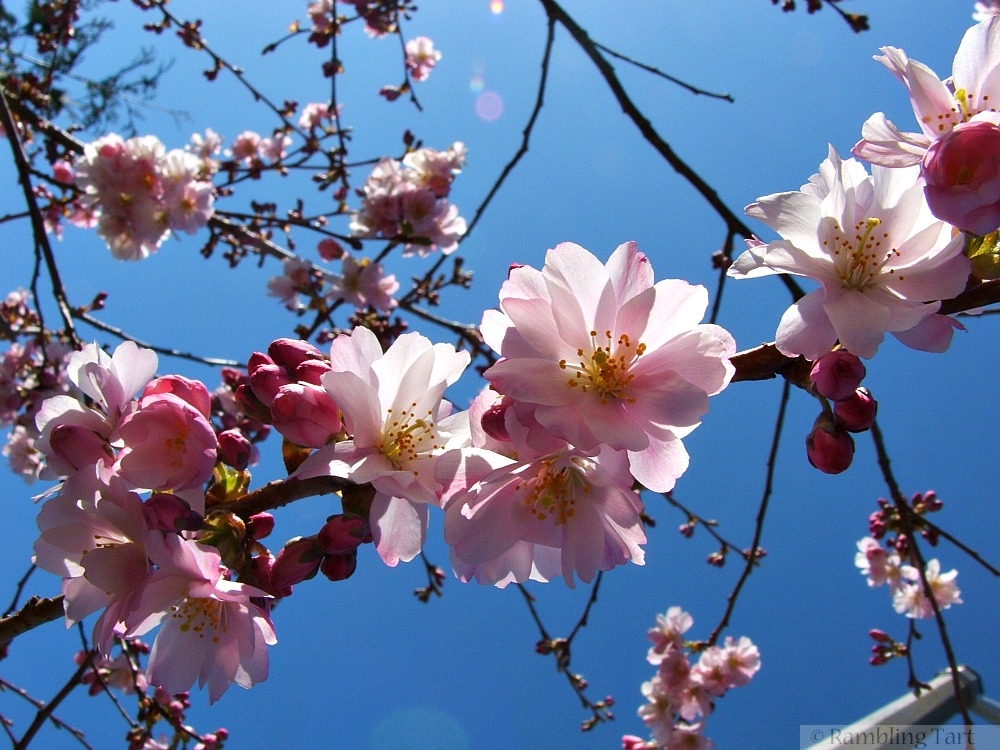 fruit tree blossoms