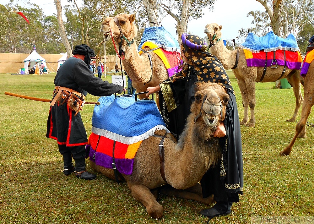 medieval camel